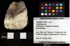 Foto (Objket + Etiketten) von Cyclothyreus sp. 